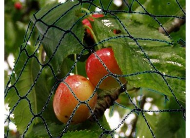 filet pour protéger vos cerises contre les oiseaux