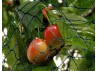 filet pour protéger vos cerises contre les oiseaux