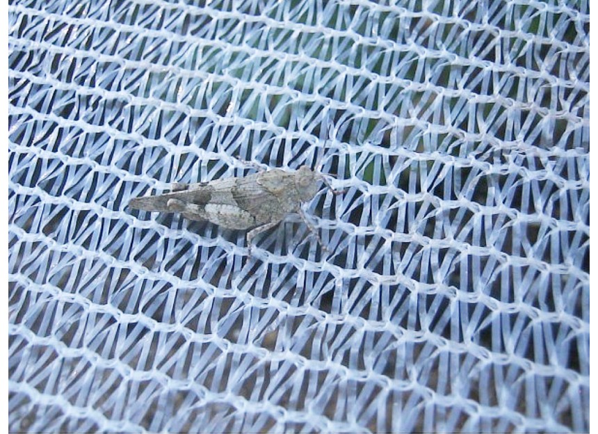 Anti insecte Climatex