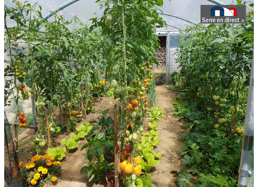 serre de jardin 330 avec plants tomates