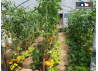 serre de jardin 330 avec plants tomates