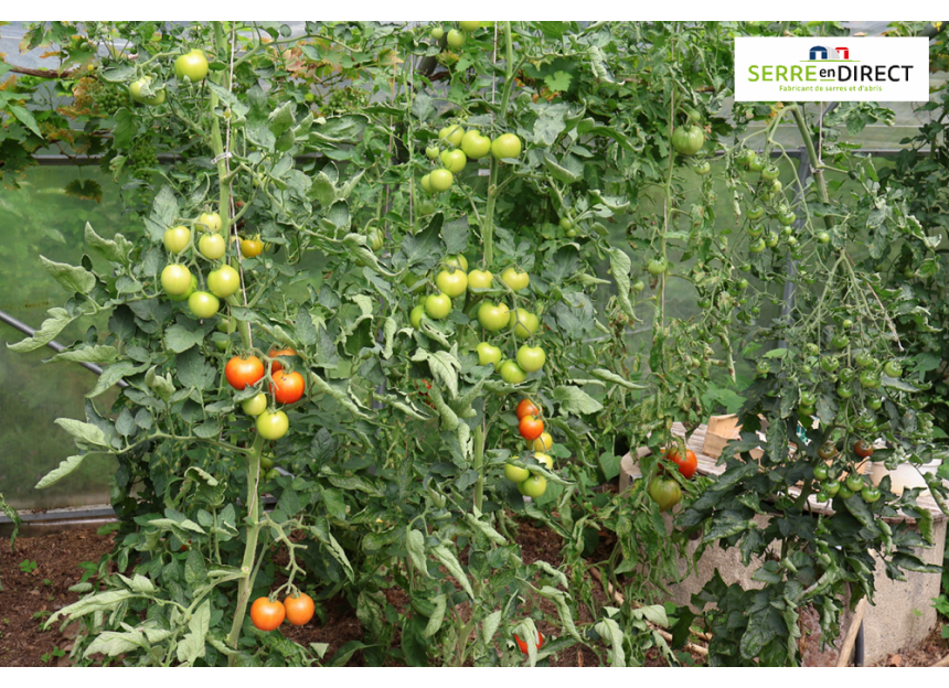 clips tomate dans la serre