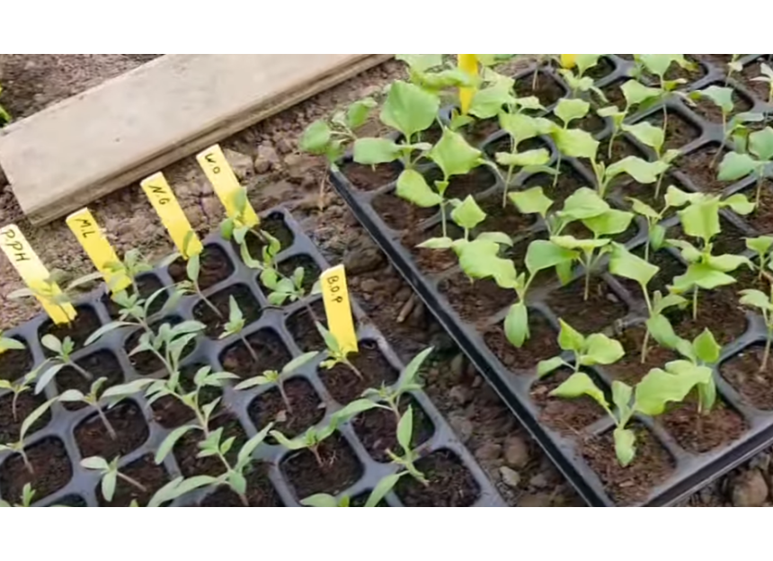 plaque de semis de tomates