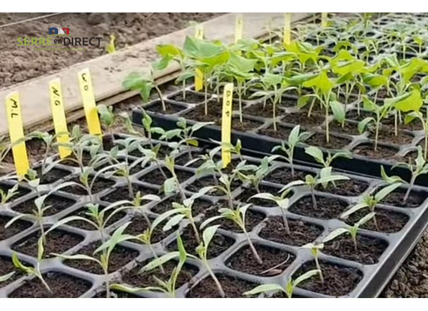 étiquettes à planter dans une plaque alvéolée