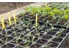 étiquettes à planter dans une plaque alvéolée