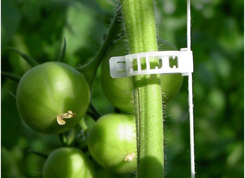 ficelle pour clips à tomate