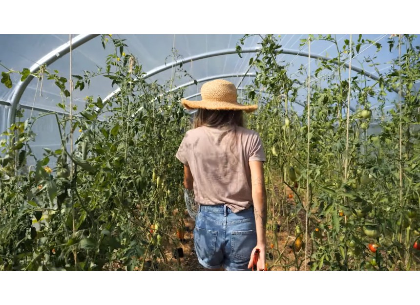 serre professionnelle dolmen culture de  tomates