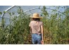 serre professionnelle dolmen culture de  tomates