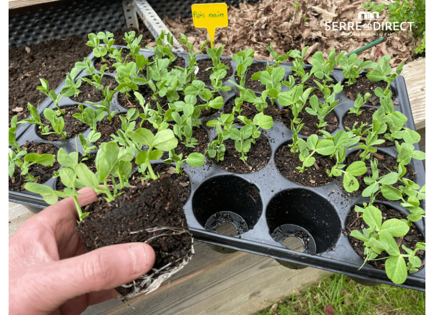 dépotage plaque de semis 24 trous
