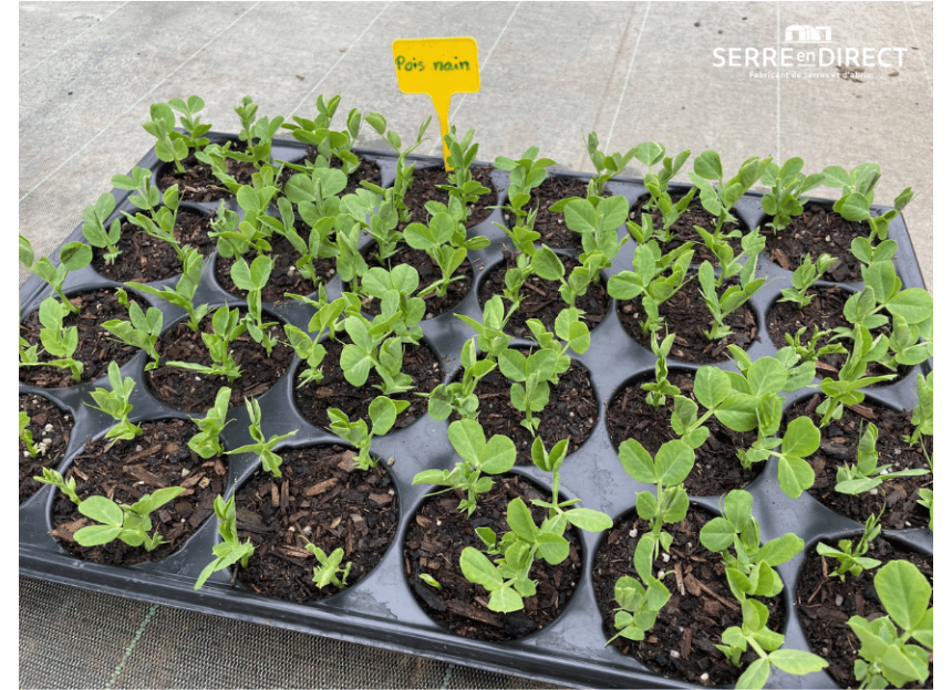 semis dans plaque grosses alvéoles