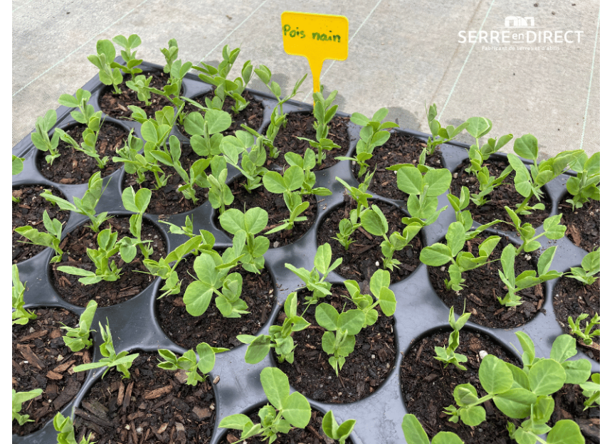 plaque de semis de petits pois