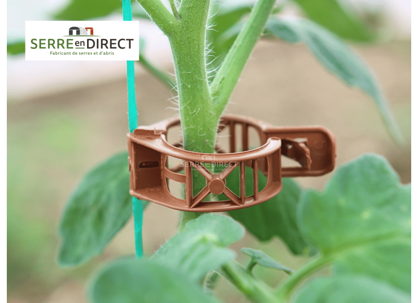 clips tomate renforcé avec pince fil