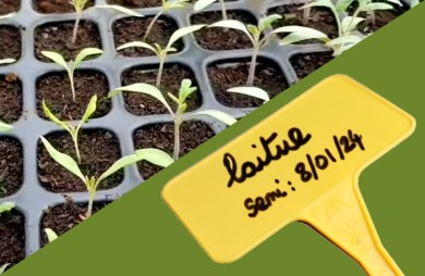 Plaques de semis et terreau bio pour serre