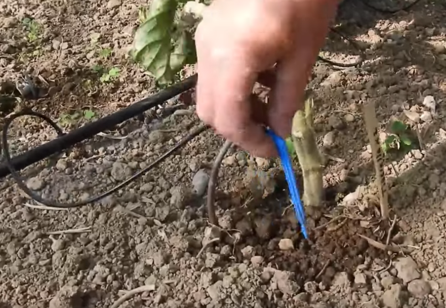 Aiguilles D arrosage Goutte Goutte aiguilles-d-arrosage-goutte-goutte